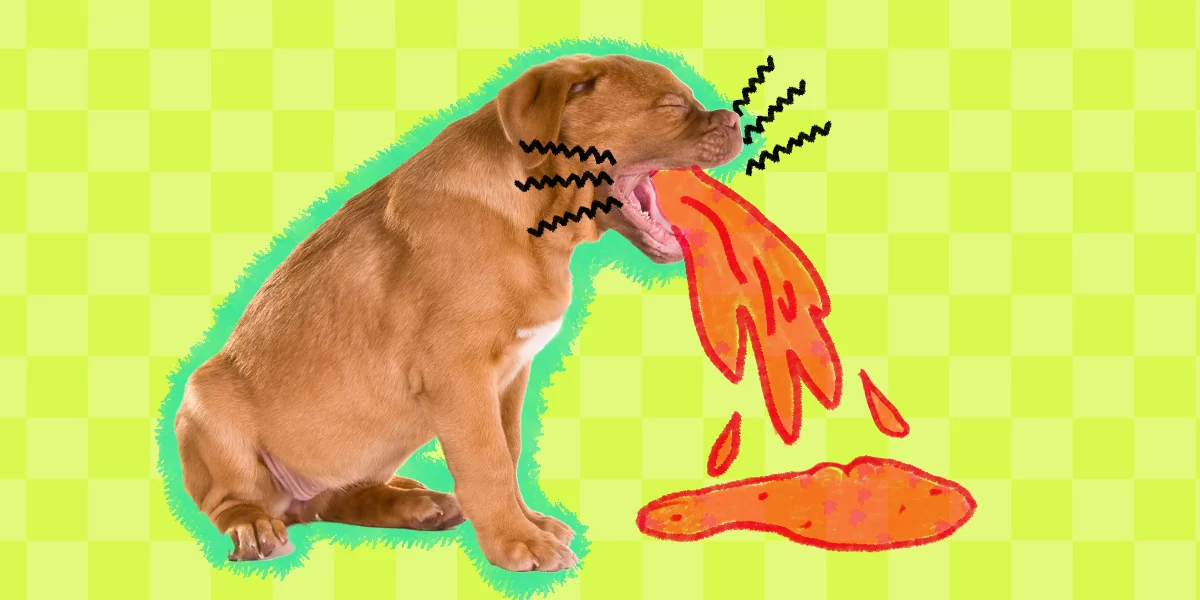 Why Is My Dog Throwing Up Blood?