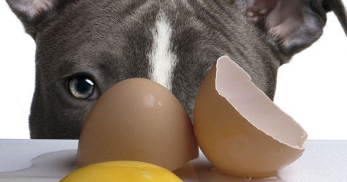 Are raw eggs good for dogs?