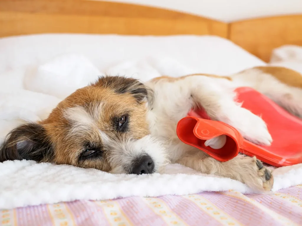 Why Is My Dog Throwing Up? Causes, Symptoms & Treatment