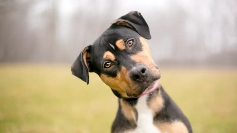 Gabapentin for Dogs: Dosage by Weight, Safety & Side Effects