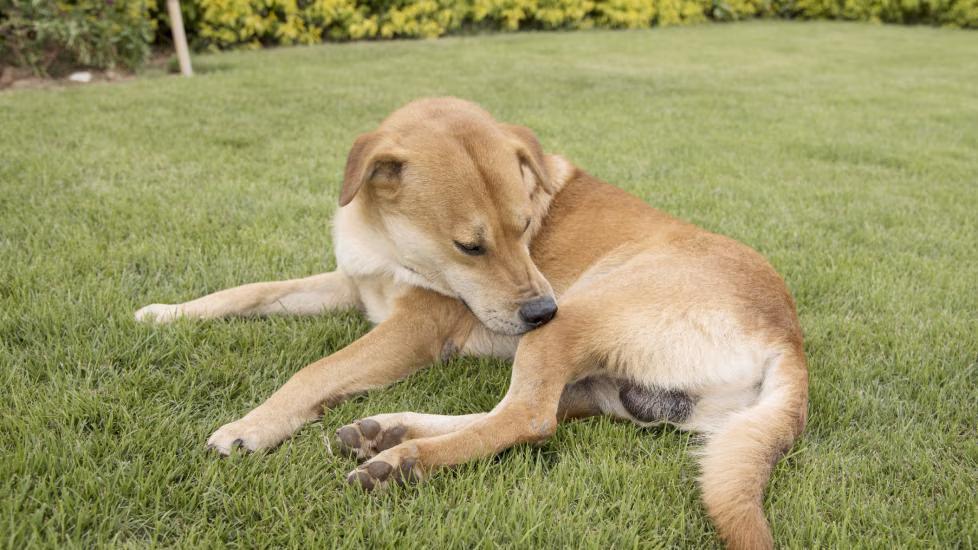 Skin Conditions in Dogs: Can a Virtual Vet Diagnose and Help?