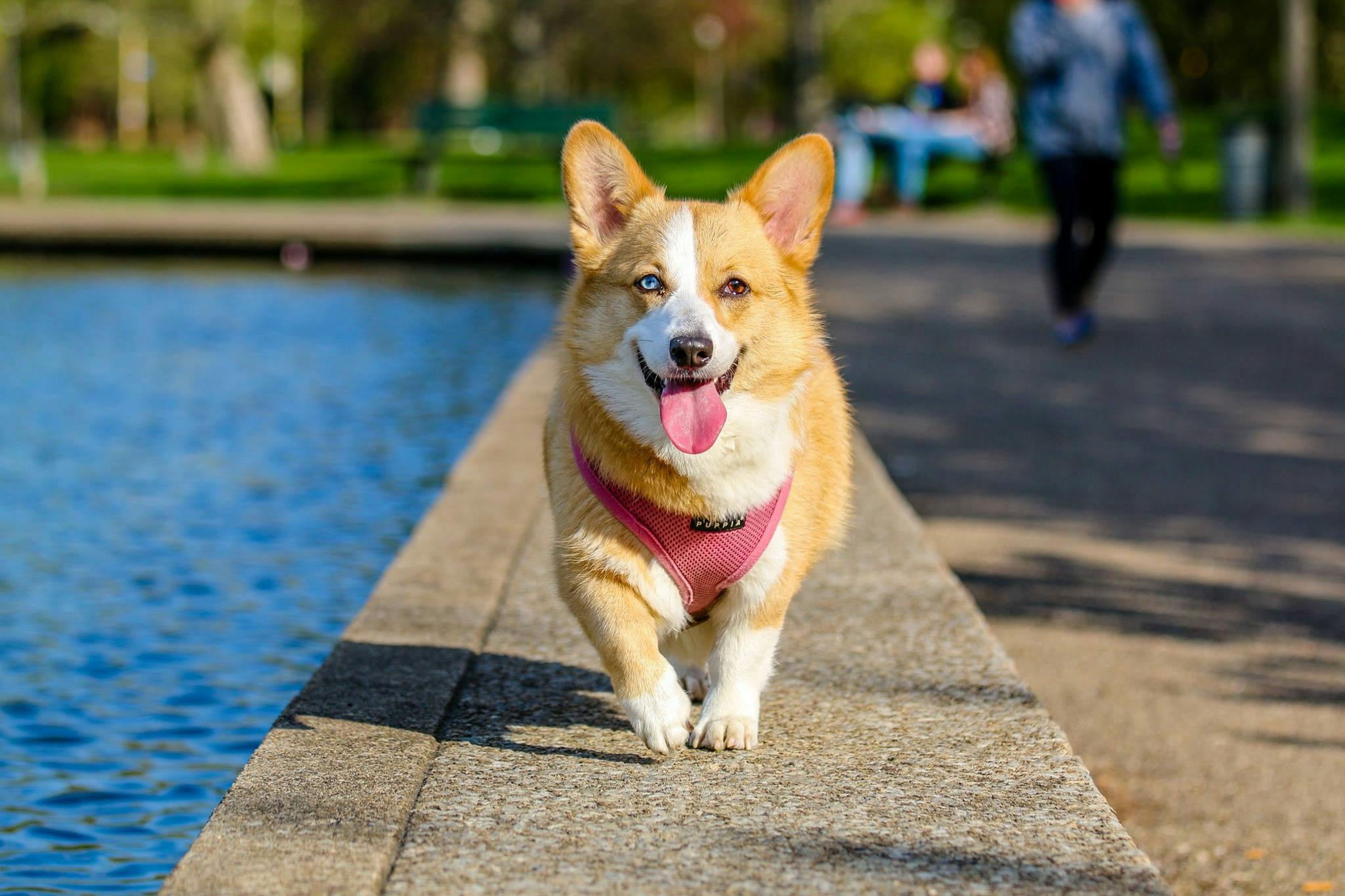TelaVets Launches Innovative Telemedicine Platform, Redefining Affordable and Accessible Pet Care Nationwide