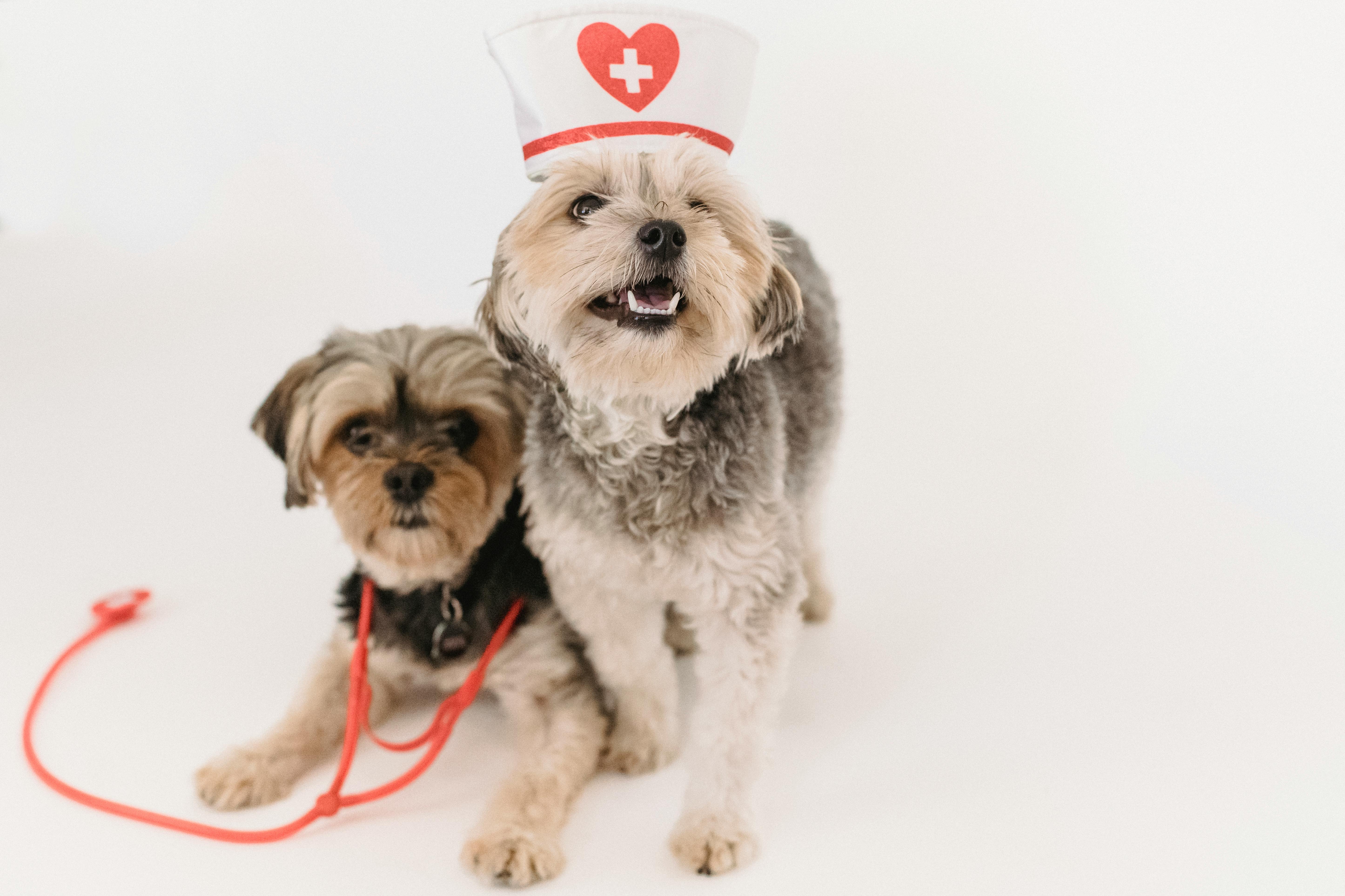 Virtual Vet Visits: How Telehealth is Revolutionizing Pet Care in the USA