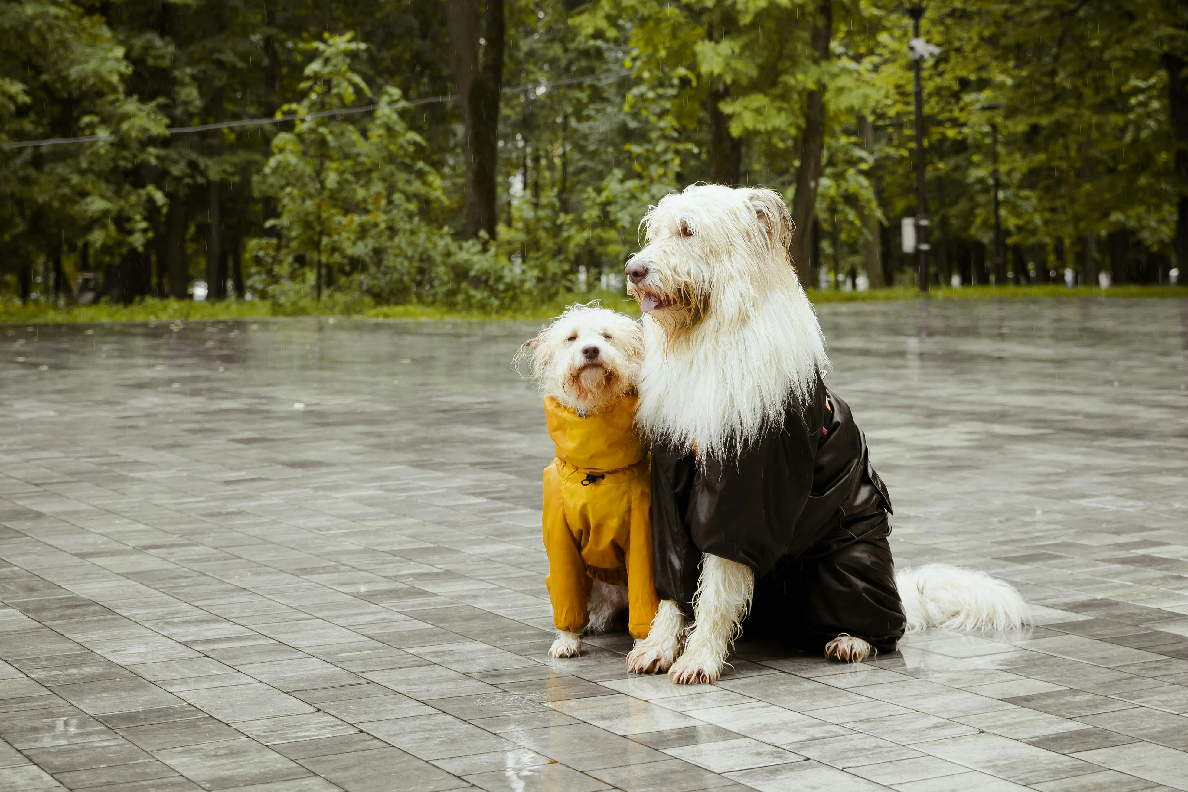 Monsoon Anxiety in Pets? Vet-Backed Tips to Calm Your Dog or Cat | Telavets