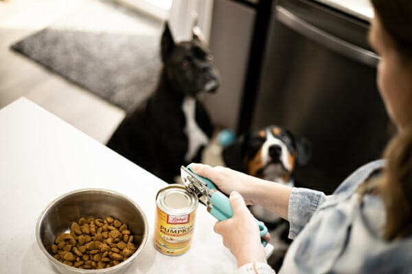 Pumpkin for Dog Diarrhea: Does It Really Work?