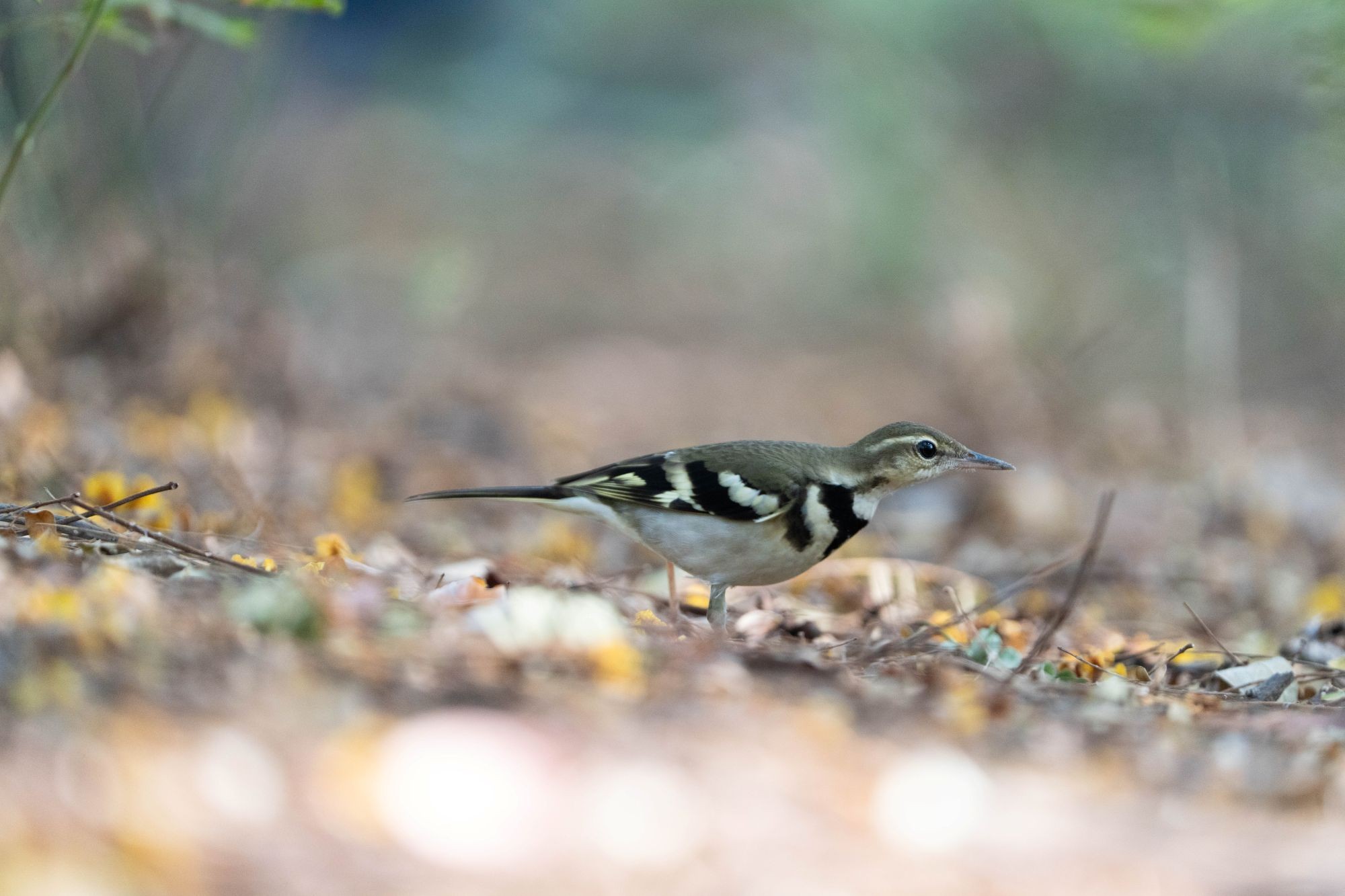 Forest wagtail photographed on Telebirding