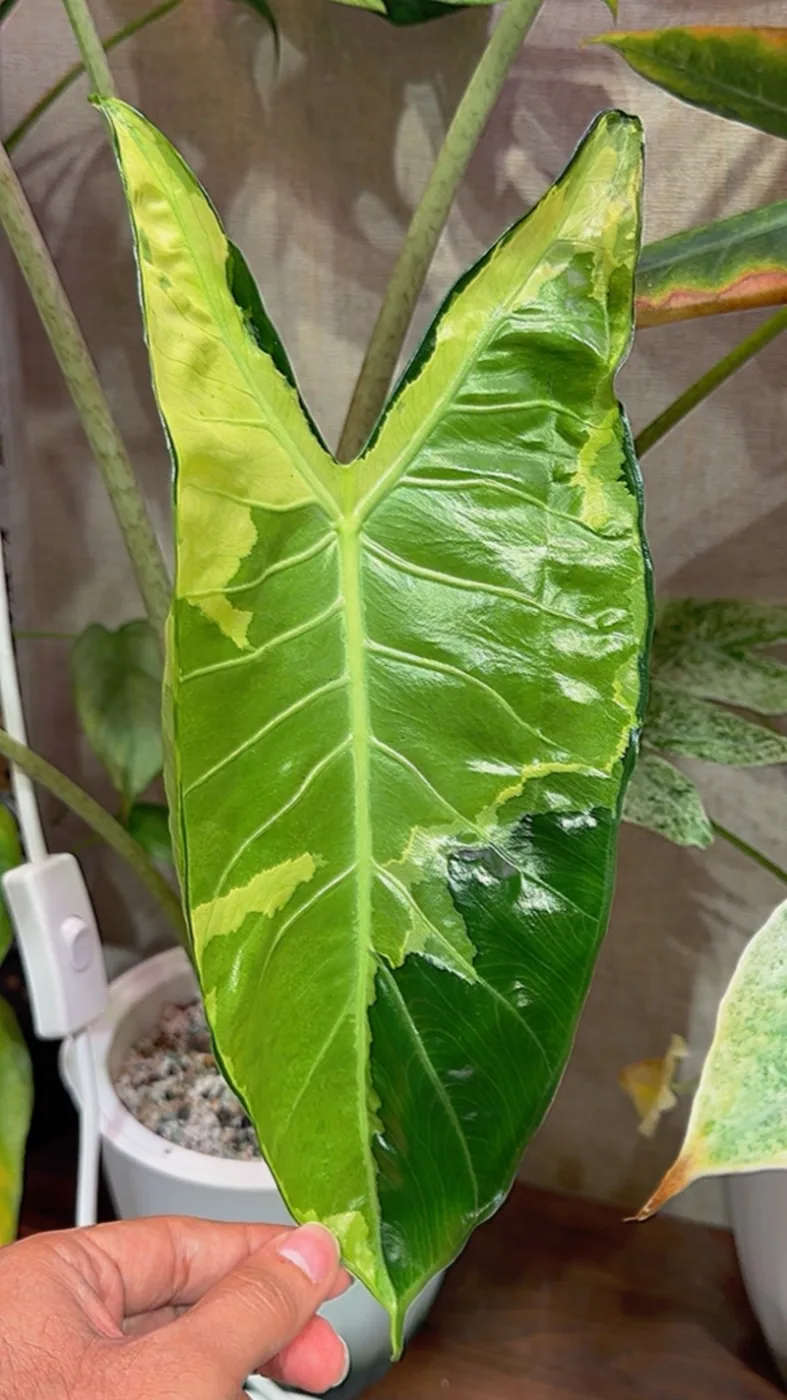 Alocasia Longiloba Lava