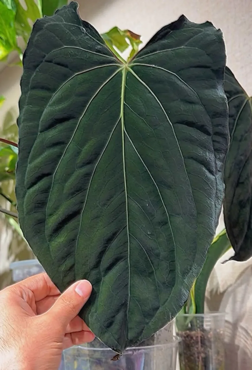Papillilaminum (A+ X RLFS)