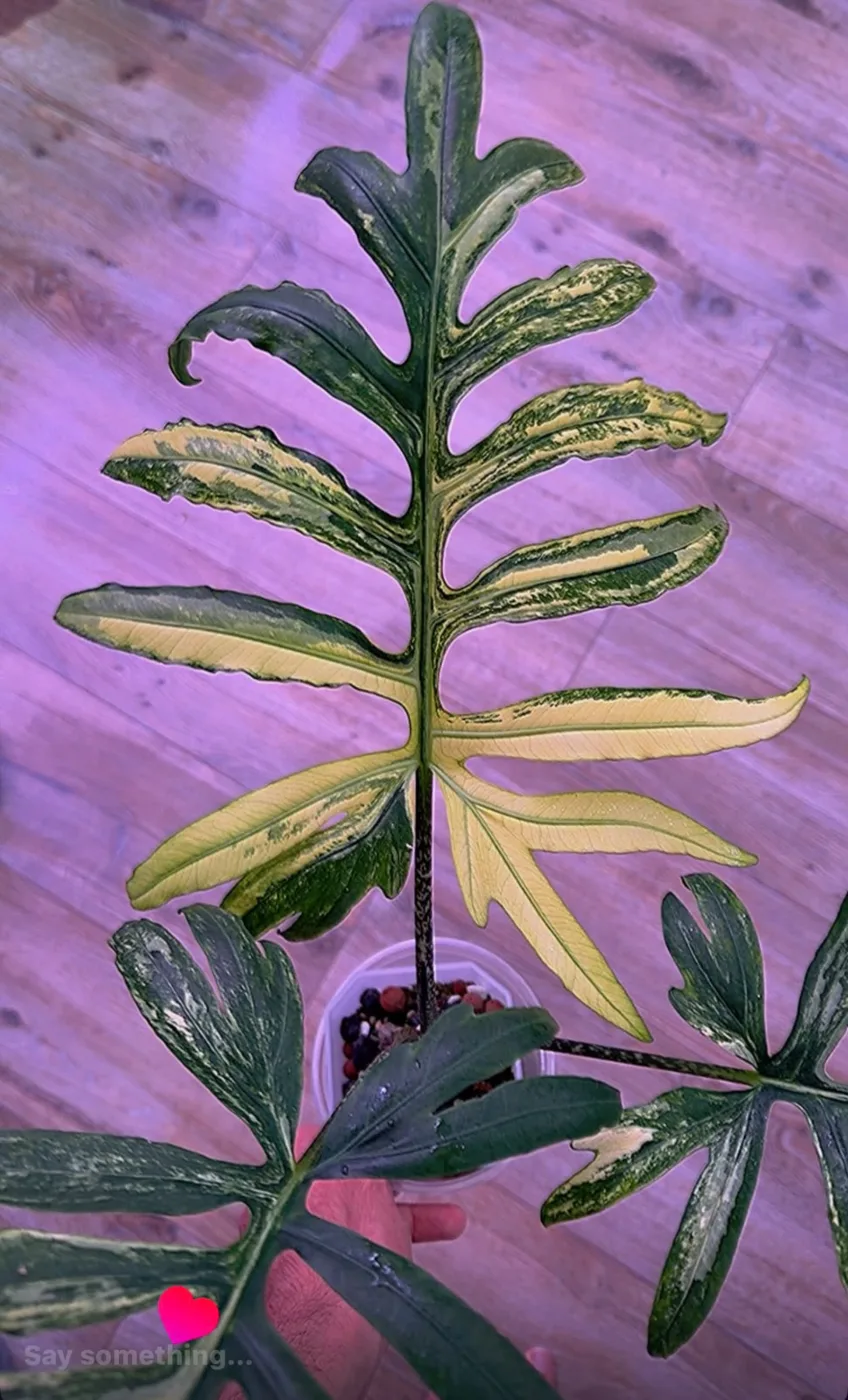 Alocasia Brancifolia Albo Variegated