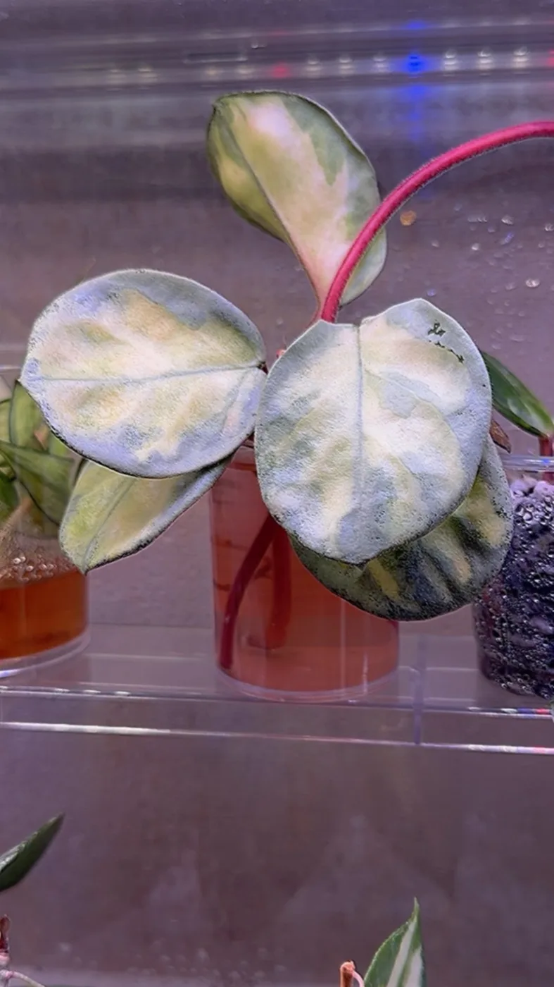 Hoya argentea princess
