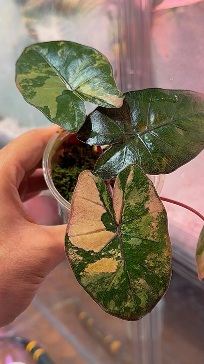 Alocasia Yucatán Princess Variegated