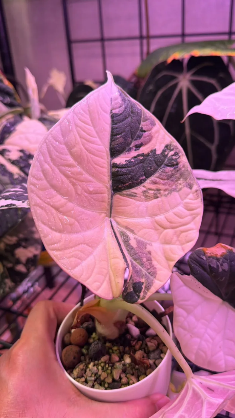 Alocasia Maharani Albo Variegated