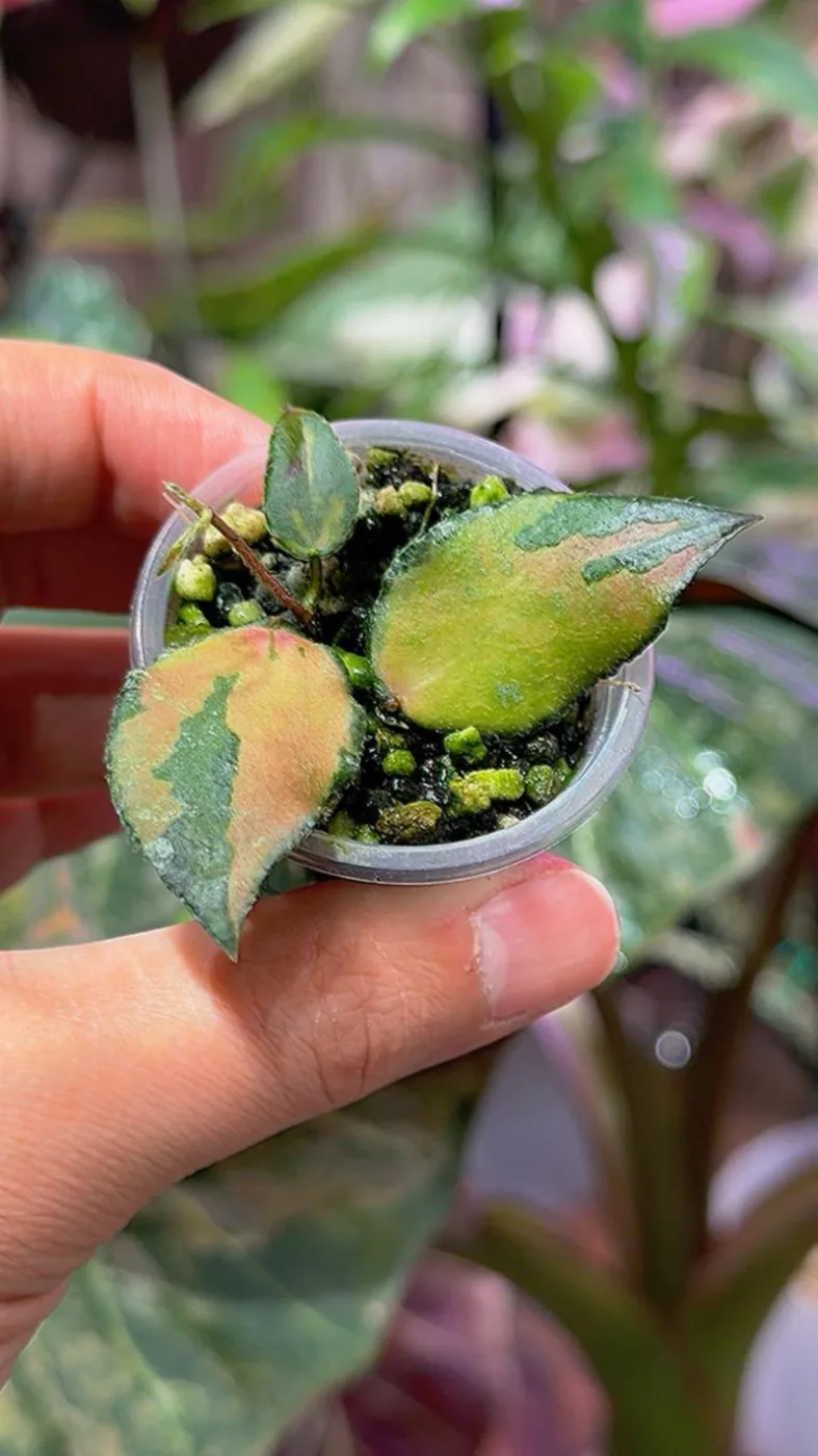 Hoya Caudata Variegated