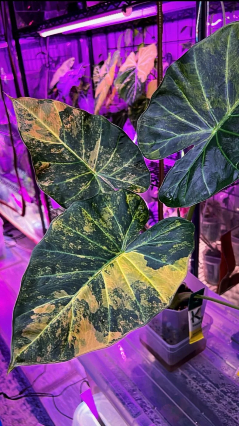 Alocasia Regal Shield Aurea