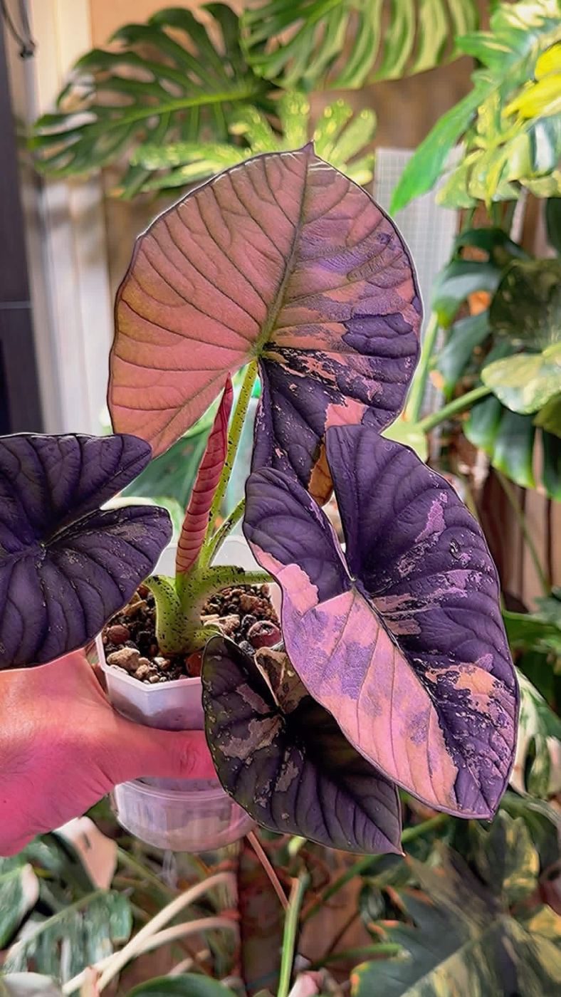Alocasia Nebula Albo Variegated