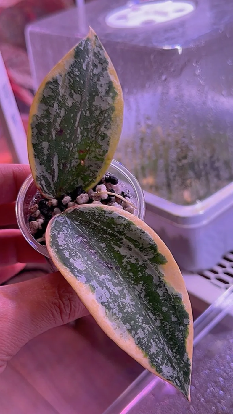 Hoya rangsan albo