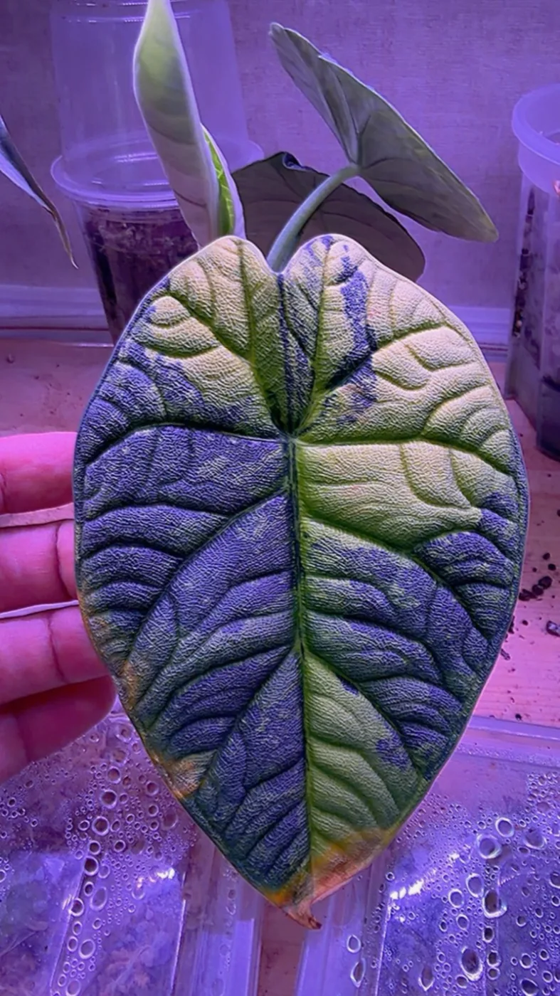 Alocasia Melo Aurea