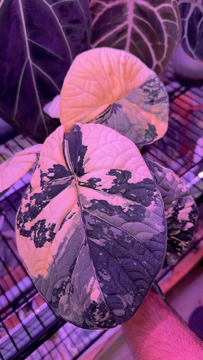 Alocasia Melo Albo
