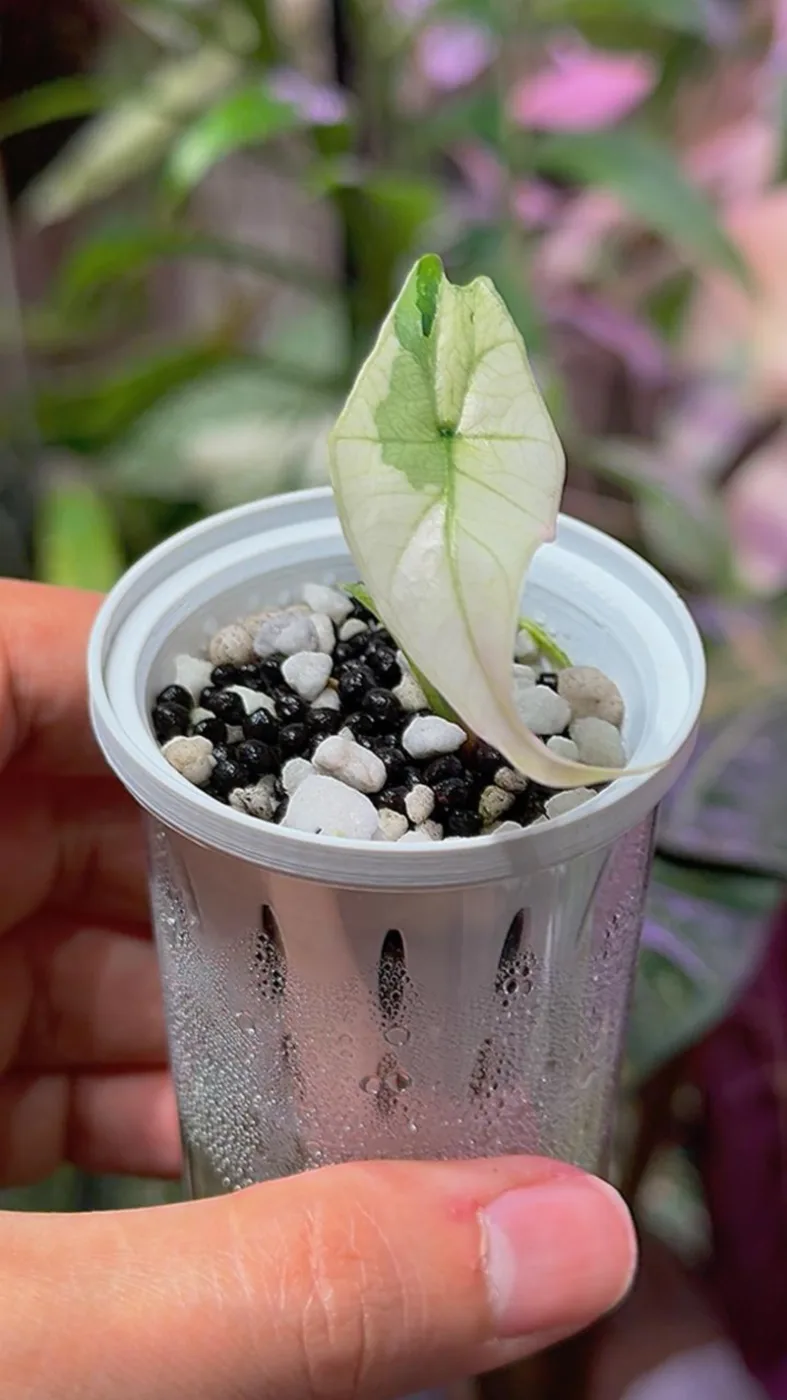 Alocasia Simpo Albo