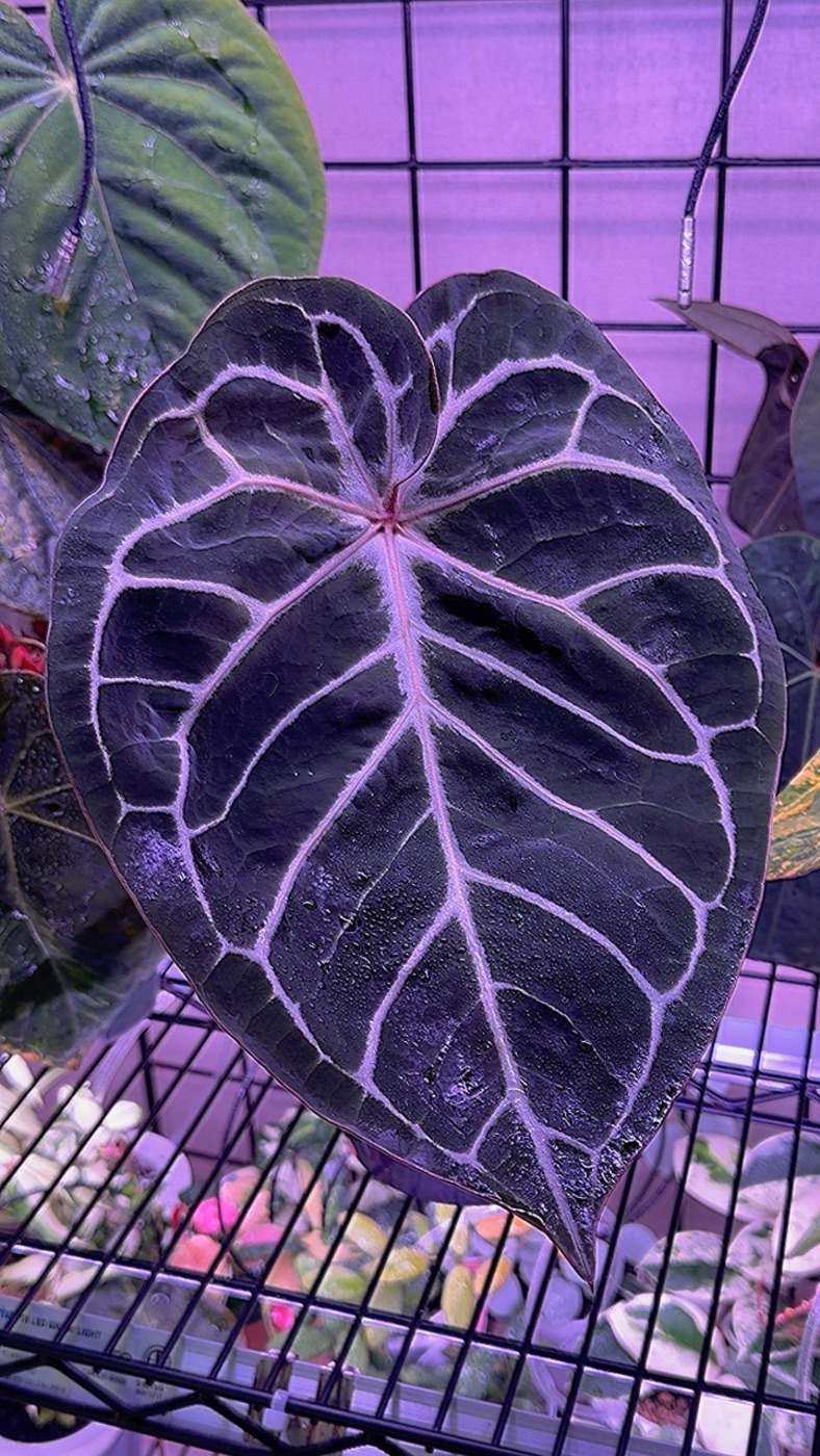 Anthurium HURC