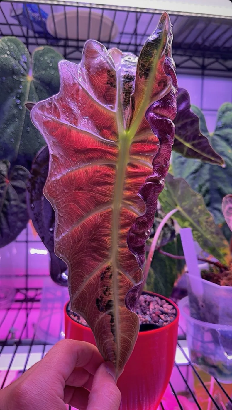 Alocasia Amazonica Pink Mint