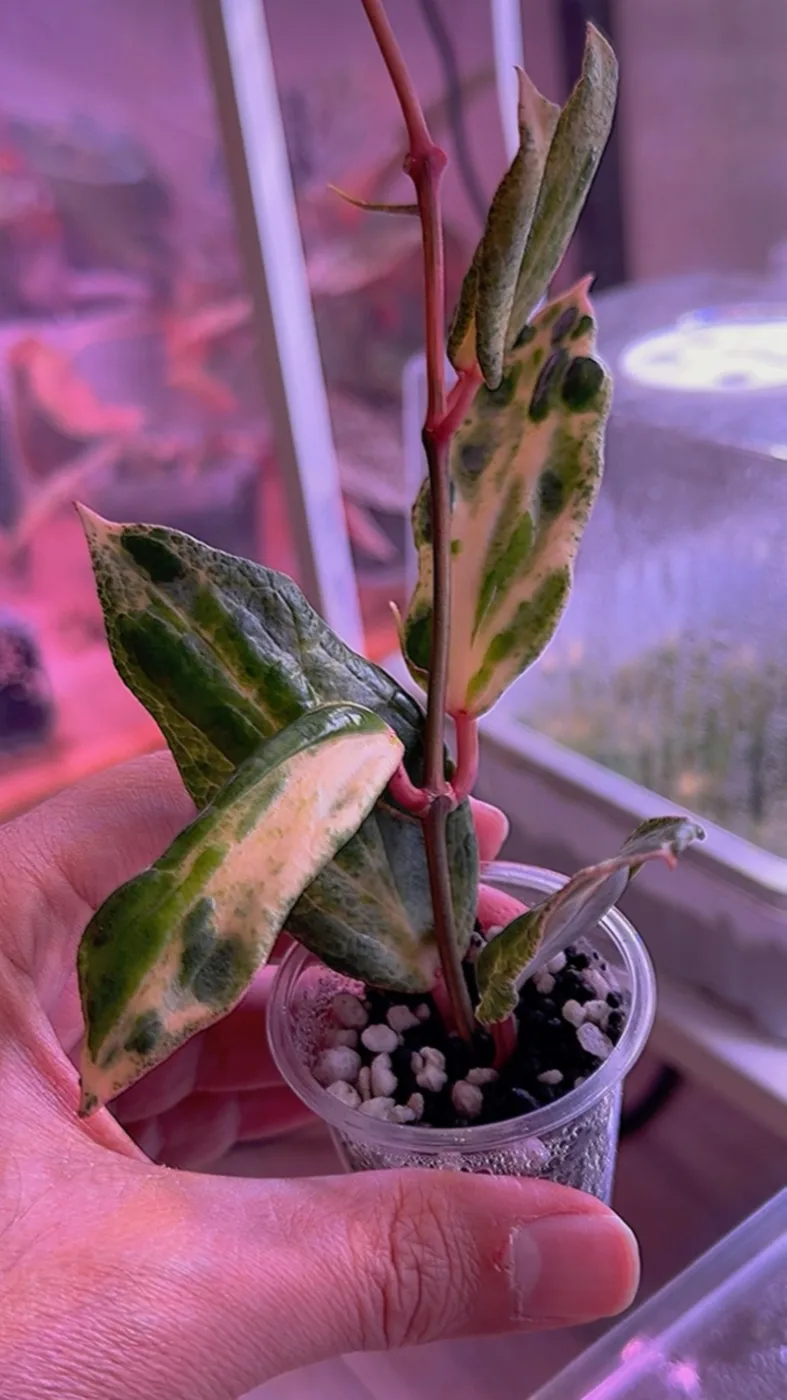 Hoya Crocodile