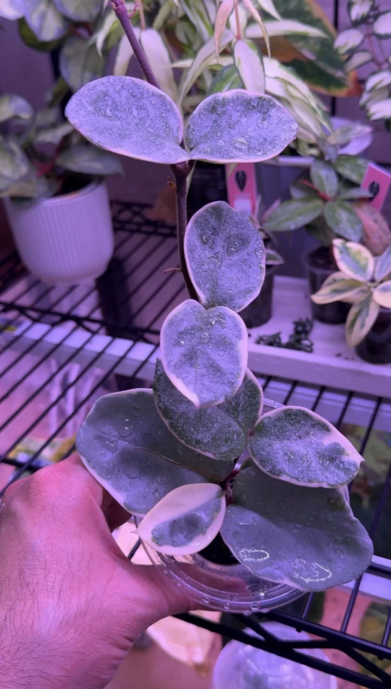 Argentea Picta