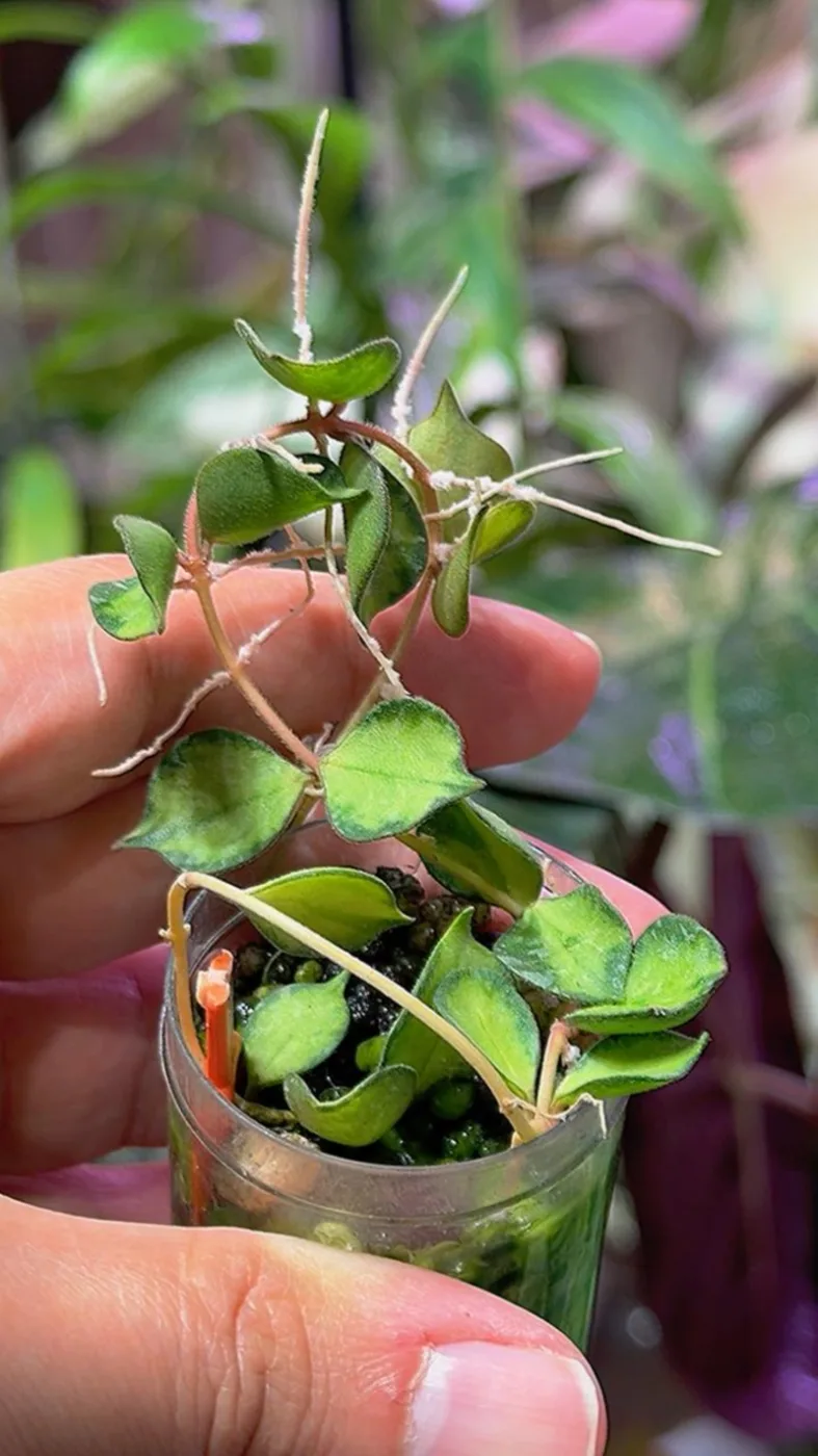 Hoya Curtisii Variegated