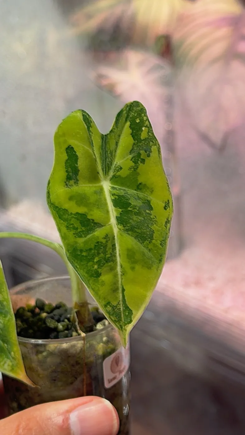 Alocasia Frydek Aurea