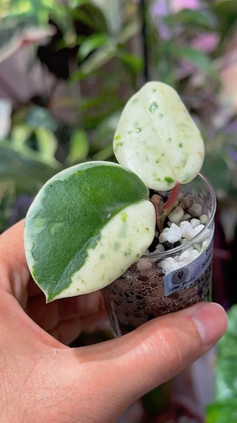Hoya Carnosa ‘Madara‘ (Snow Angel)