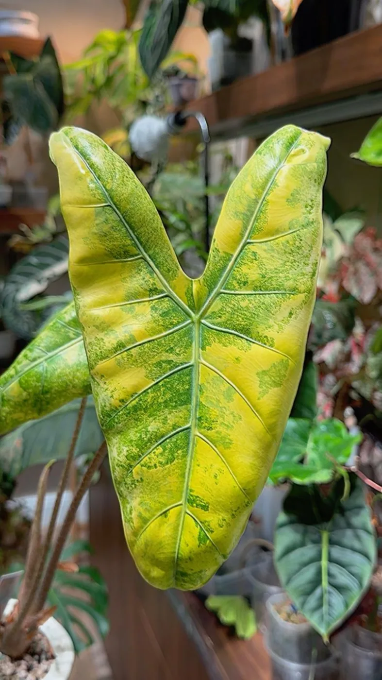 Alocasia Longiloba Lemonlime