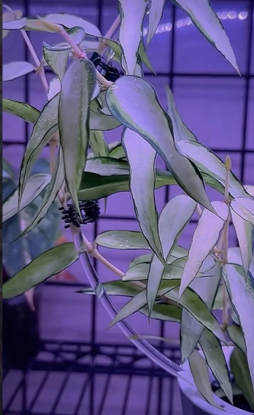 Hoya Burmanica