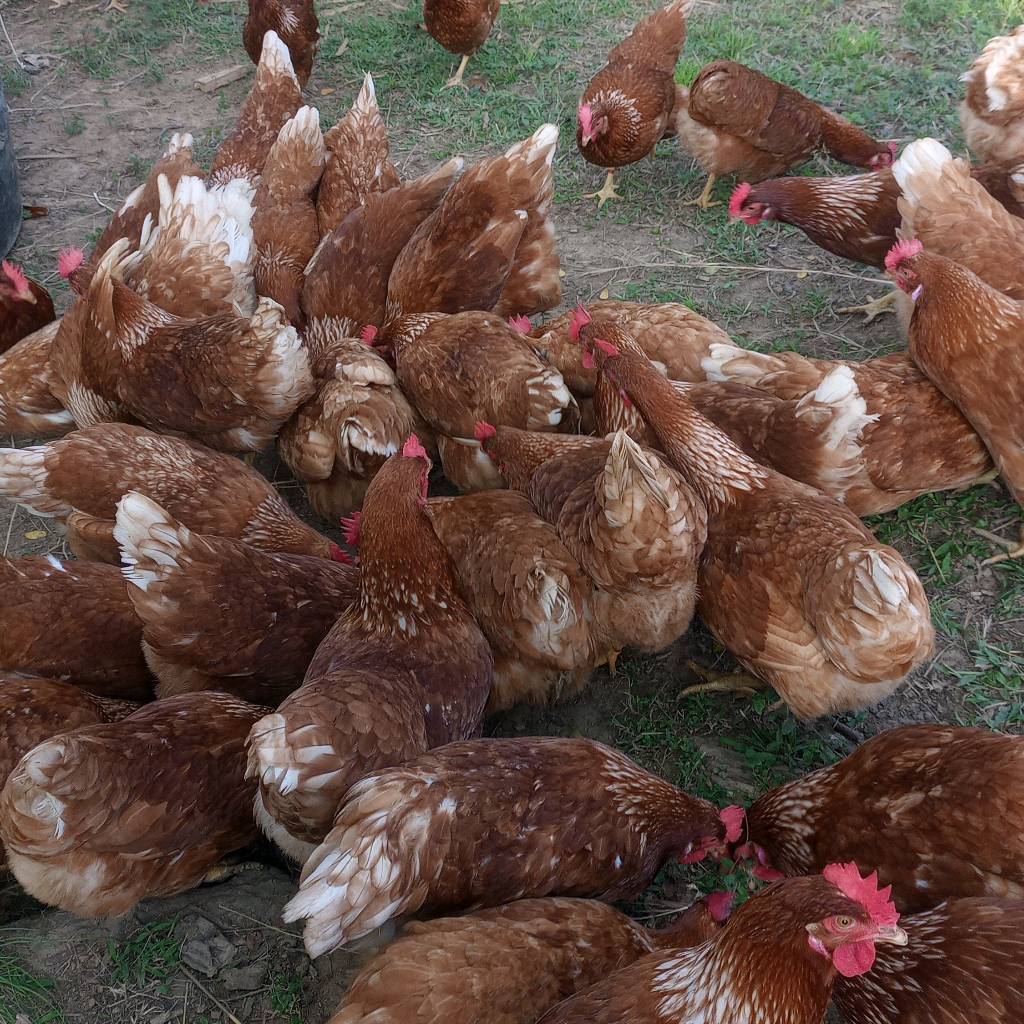 FINCA PARAISO VIA ROVIRA