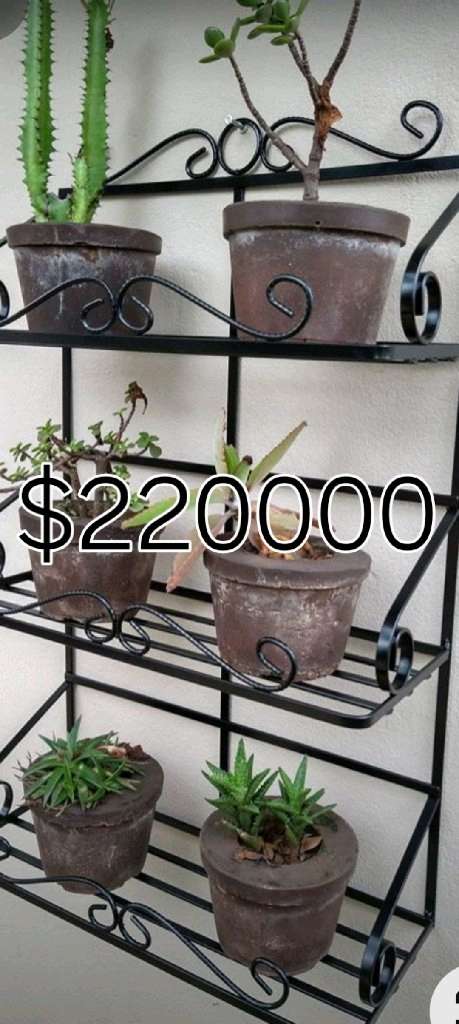 Plantas de interior variadas - 15