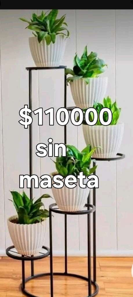 Plantas de interior variadas - 16