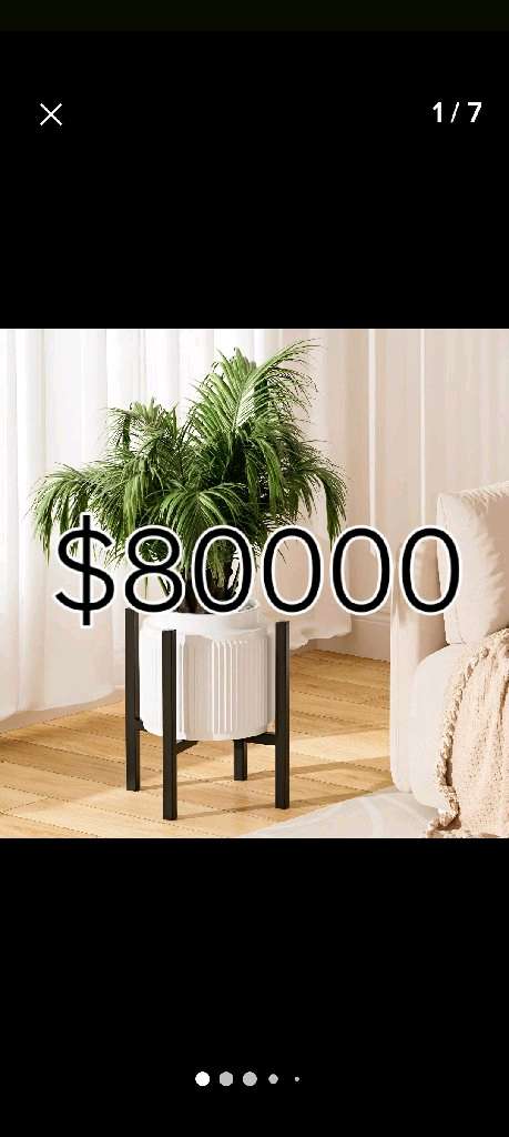 Plantas de interior variadas - 20