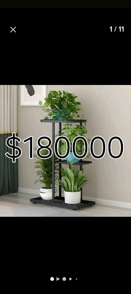 Plantas de interior variadas - 22