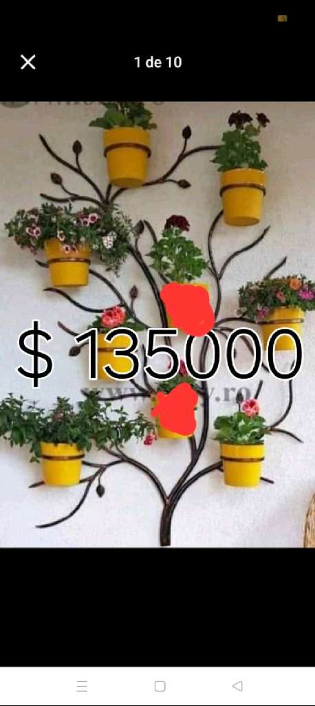 Plantas de interior variadas - 25