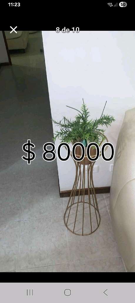 Plantas de interior variadas - 28