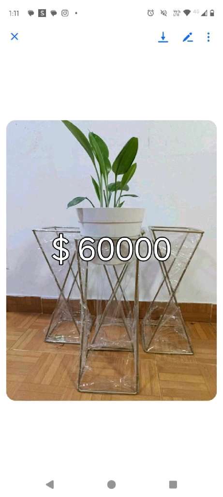 Plantas de interior variadas - 29