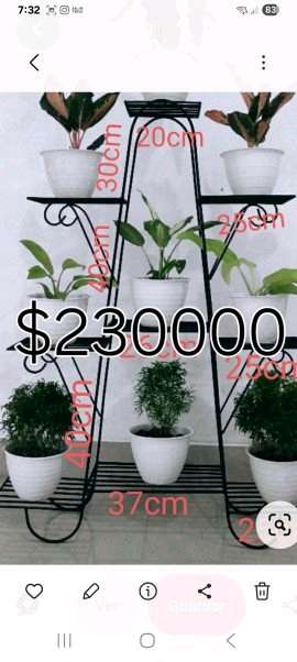 Plantas de interior variadas - 30
