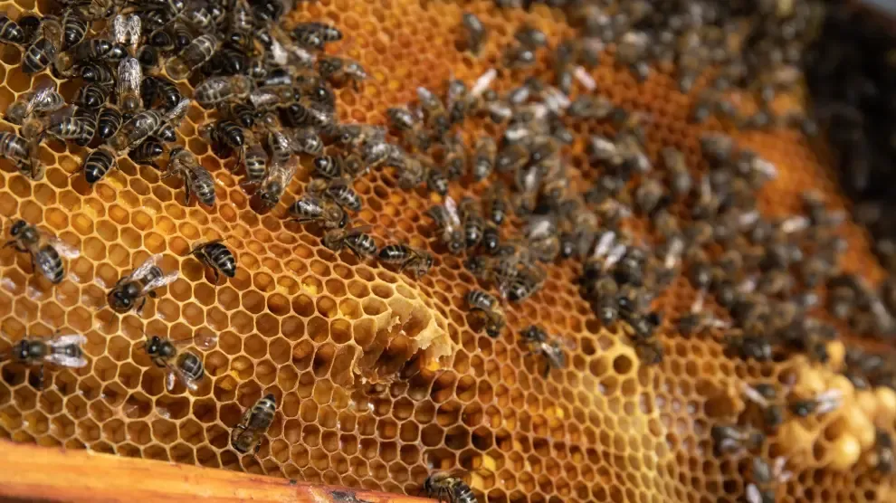 La varroa, principal riesgo para abejas españolas: destruye más del 30% de las colmenas