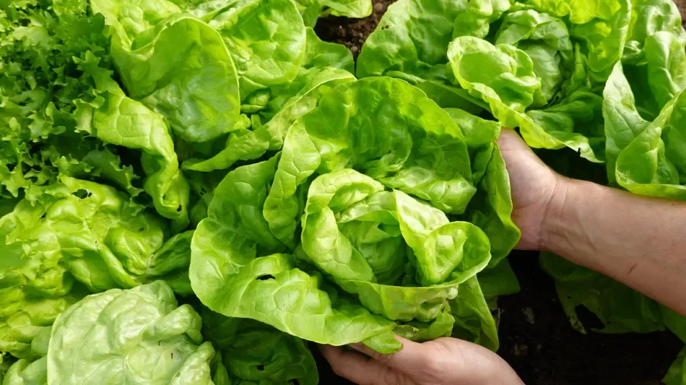 Ni escarola ni romana: la lechuga que es la joya del supermercado, pero está vacía de nutrientes