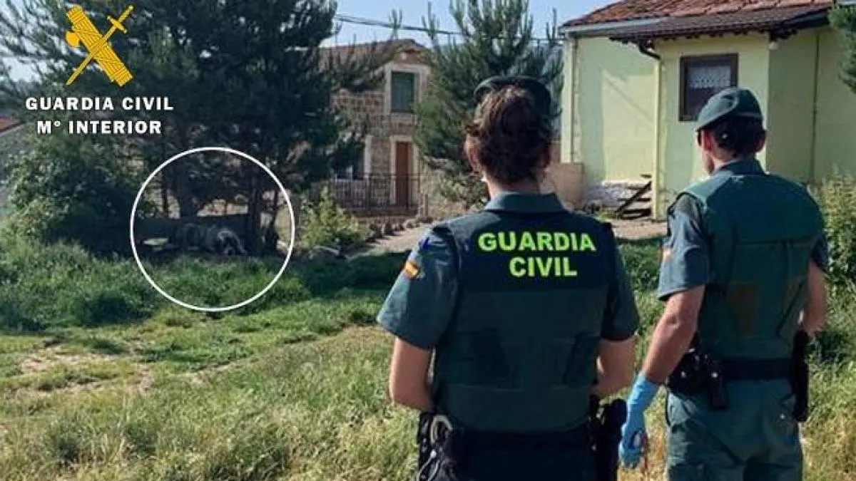 Intervienen nueve mastines peligrosos que vagaban sueltos y habían atacado a varias personas en la Sierra de Burgos