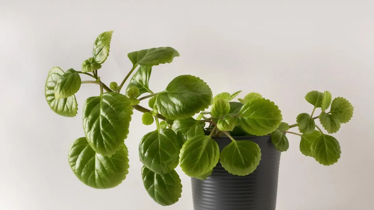 Cuidados de la planta del dinero: tipos de riego, época de cultivo y poda