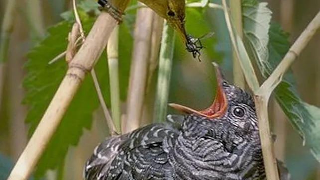 Nadie voló sobre el nido del cuco
