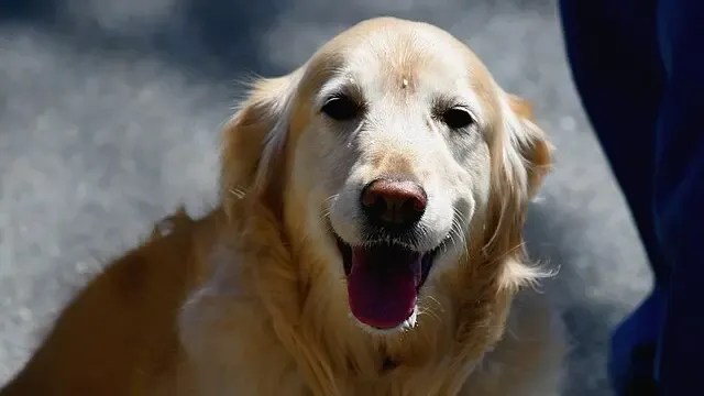 Esto es lo que cuesta el seguro obligatorio de responsabilidad civil para perros con la nueva ley