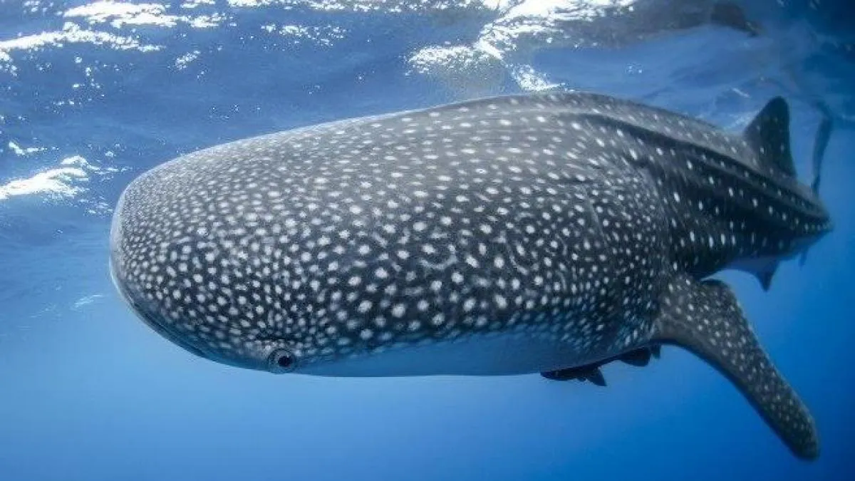 Demostrado: los tiburones ballena tienen dientes en los ojos