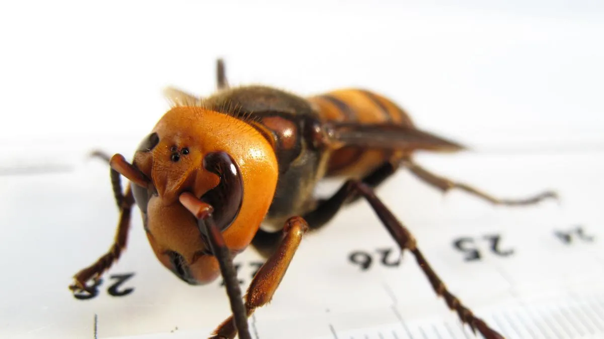 ¿Cómo diferenciar a la avispa asiática gigante de otras especies?