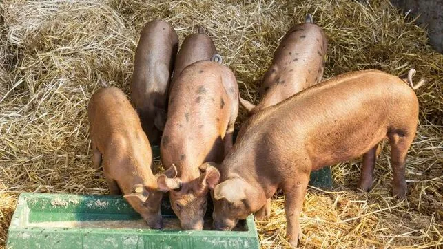 Detectan un primer brote de peste porcina en Grecia